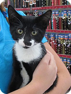 Domestic Shorthair Cat for Sale in Riverhead, New York - Louie Domestic Shorthair Cat for Sale in Riverhead, New York - Louie