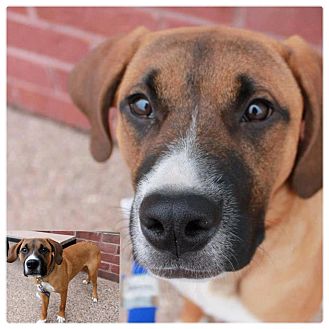 Boxer/Mastiff Mix Puppy for Sale in Westland, Michigan - Phil Boxer/Mastiff Mix Puppy for Sale in Westland, Michigan - Phil