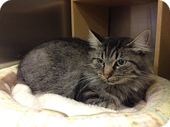 Domestic Mediumhair Cat for Sale in Grand Rapids, Michigan - Edie Domestic Mediumhair Cat for Sale in Grand Rapids, Michigan - Edie