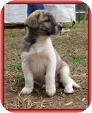 Bearded Collie/Labrador Retriever Mix Puppy for Sale in Allentown, Pennsylvania - Lara Bearded Collie/Labrador Retriever Mix Puppy for Sale in Allentown, Pennsylvania - Lara