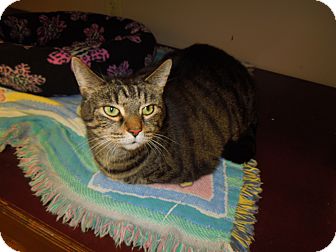 Domestic Shorthair Cat for Sale in Medina, Ohio - Carry Domestic Shorthair Cat for Sale in Medina, Ohio - Carry