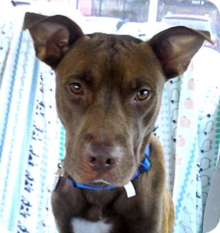 Pit Bull Terrier Mix Dog for Sale in Porter, Texas - Bones Pit Bull Terrier Mix Dog for Sale in Porter, Texas - Bones
