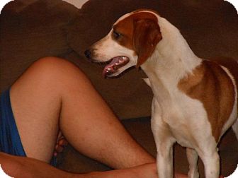 English (Redtick) Coonhound/Collie Mix Puppy for Sale in Danbury, Connecticut - Lulu English (Redtick) Coonhound/Collie Mix Puppy for Sale in Danbury, Connecticut - Lulu
