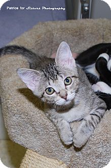 Domestic Shorthair Kitten for Sale in Lincoln, Nebraska - Sahara Domestic Shorthair Kitten for Sale in Lincoln, Nebraska - Sahara
