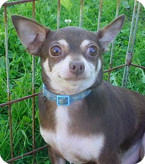 Chihuahua Dog for Sale in Brookville, Indiana - Whale Chihuahua Dog for Sale in Brookville, Indiana - Whale
