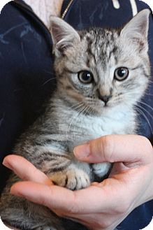 Domestic Shorthair Kitten for Sale in Mississauga, Ontario, Ontario - Seraphine Domestic Shorthair Kitten for Sale in Mississauga, Ontario, Ontario - Seraphine