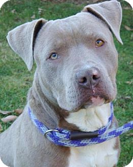 American Pit Bull Terrier Mix Dog for Sale in Red Bluff, California - Mathis American Pit Bull Terrier Mix Dog for Sale in Red Bluff, California - Mathis