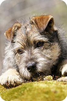Terrier (Unknown Type, Small) Mix Puppy for Sale in London, Kentucky - Ophelia Terrier (Unknown Type, Small) Mix Puppy for Sale in London, Kentucky - Ophelia