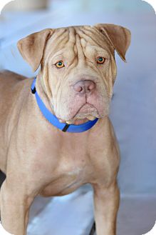 Shar Pei/American Staffordshire Terrier Mix Dog for Sale in Scottsdale, Arizona - Hooch Shar Pei/American Staffordshire Terrier Mix Dog for Sale in Scottsdale, Arizona - Hooch