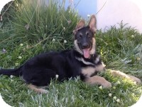 German Shepherd Dog Puppy for Sale in Laguna Niguel, California - Ulani German Shepherd Dog Puppy for Sale in Laguna Niguel, California - Ulani