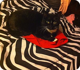Domestic Shorthair Cat for Sale in Laval, Quebec - *URGENT Betty Domestic Shorthair Cat for Sale in Laval, Quebec - *URGENT Betty