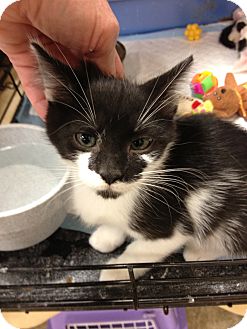 Domestic Shorthair Kitten for Sale in Fort Lauderdale, Florida - Shauna Domestic Shorthair Kitten for Sale in Fort Lauderdale, Florida - Shauna