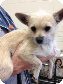 Chihuahua Mix Dog for Sale in Tucson, Arizona - Rango Chihuahua Mix Dog for Sale in Tucson, Arizona - Rango