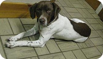 Beagle/Pointer Mix Dog for Sale in Lisbon, Ohio - Ianna Beagle/Pointer Mix Dog for Sale in Lisbon, Ohio - Ianna