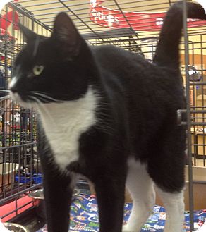 Domestic Shorthair Cat for Sale in Modesto, California - Bandit Domestic Shorthair Cat for Sale in Modesto, California - Bandit