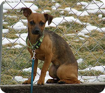 Chihuahua Mix Puppy for Sale in Meridian, Idaho - Pebbles Chihuahua Mix Puppy for Sale in Meridian, Idaho - Pebbles