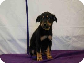 Rottweiler Mix Puppy for Sale in Oldsmar, Florida - Igor Rottweiler Mix Puppy for Sale in Oldsmar, Florida - Igor