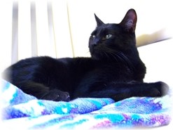 Domestic Shorthair Cat for Sale in Shelton, Washington - Spooky Domestic Shorthair Cat for Sale in Shelton, Washington - Spooky