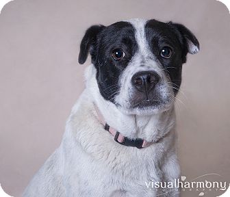 Border Collie/Labrador Retriever Mix Dog for Sale in Phoenix, Arizona - Shirley Border Collie/Labrador Retriever Mix Dog for Sale in Phoenix, Arizona - Shirley