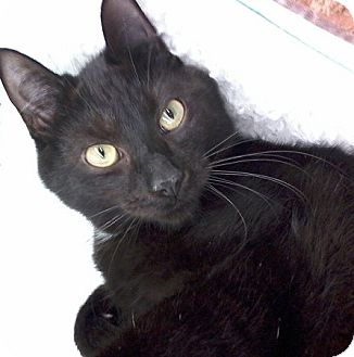 Domestic Shorthair Kitten for Sale in Fairborn, Ohio - Eclipse-Diamond Litter Domestic Shorthair Kitten for Sale in Fairborn, Ohio - Eclipse-Diamond Litter