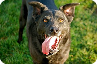 Labrador Retriever Mix Dog for Sale in Boise, Idaho - Amber Labrador Retriever Mix Dog for Sale in Boise, Idaho - Amber