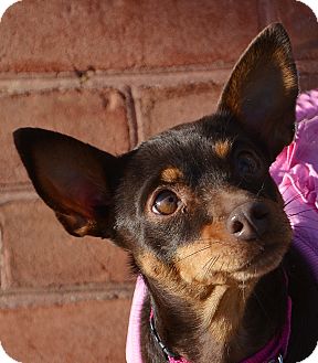 Chihuahua Mix Dog for Sale in Bridgeton, Missouri - Coco Chihuahua Mix Dog for Sale in Bridgeton, Missouri - Coco