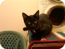Domestic Shorthair Cat for Sale in Medina, Ohio - Mary Domestic Shorthair Cat for Sale in Medina, Ohio - Mary
