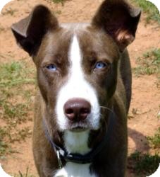 Husky/Boxer Mix Dog for Sale in Newtown, Connecticut - Blue Husky/Boxer Mix Dog for Sale in Newtown, Connecticut - Blue
