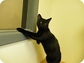 Domestic Shorthair Cat for Sale in Milwaukee, Wisconsin - Johny Cash Domestic Shorthair Cat for Sale in Milwaukee, Wisconsin - Johny Cash