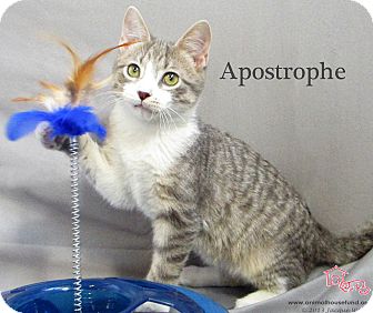 Domestic Shorthair Cat for Sale in St Louis, Missouri - Apostrophe Domestic Shorthair Cat for Sale in St Louis, Missouri - Apostrophe