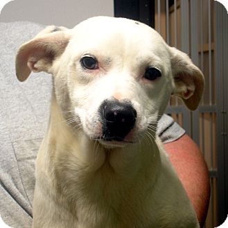 Labrador Retriever/Dalmatian Mix Dog for Sale in hagerstown, Maryland - Jillian Labrador Retriever/Dalmatian Mix Dog for Sale in hagerstown, Maryland - Jillian