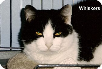 Domestic Shorthair Cat for Sale in Medway, Massachusetts - Whiskers Domestic Shorthair Cat for Sale in Medway, Massachusetts - Whiskers