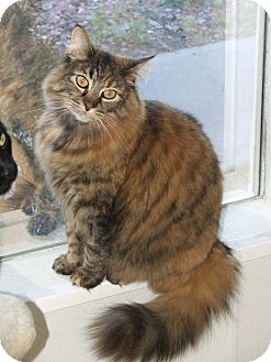 Domestic Longhair Cat for Sale in Colorado Springs, Colorado - Chloe Domestic Longhair Cat for Sale in Colorado Springs, Colorado - Chloe