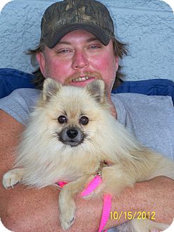 Pomeranian Dog for Sale in Niagra Falls, New York - Ozzy Pomeranian Dog for Sale in Niagra Falls, New York - Ozzy