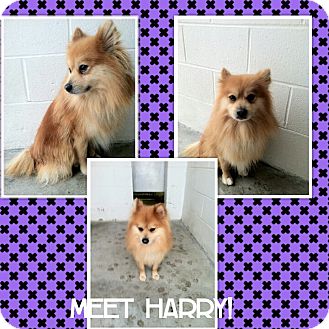 Pomeranian Dog for Sale in bridgeport, Connecticut - Harry Pomeranian Dog for Sale in bridgeport, Connecticut - Harry