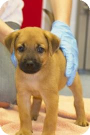 Shepherd (Unknown Type)/Chow Chow Mix Puppy for Sale in Gainesville, Florida - Patrick Shepherd (Unknown Type)/Chow Chow Mix Puppy for Sale in Gainesville, Florida - Patrick