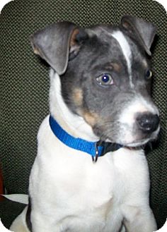 Australian Shepherd/Terrier (Unknown Type, Medium) Mix Puppy for Sale in Glastonbury, Connecticut - Dozer~meet me!~ Australian Shepherd/Terrier (Unknown Type, Medium) Mix Puppy for Sale in Glastonbury, Connecticut - Dozer~meet me!~