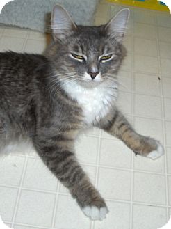 Domestic Mediumhair Cat for Sale in Richmond, Virginia - Annie Domestic Mediumhair Cat for Sale in Richmond, Virginia - Annie