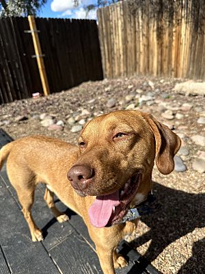 Tucson Az Labrador Retriever Hound Unknown Type Meet Rocko A Pet