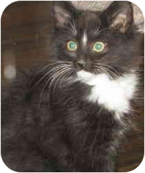 Domestic Longhair Kitten for Sale in Murrysville, Pennsylvania - Gretel Domestic Longhair Kitten for Sale in Murrysville, Pennsylvania - Gretel