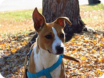 Basenji/Shepherd (Unknown Type) Mix Dog for Sale in Glastonbury, Connecticut - Layla Basenji/Shepherd (Unknown Type) Mix Dog for Sale in Glastonbury, Connecticut - Layla