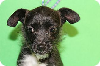 Terrier (Unknown Type, Small) Mix Puppy for Sale in Broomfield, Colorado - Maude Terrier (Unknown Type, Small) Mix Puppy for Sale in Broomfield, Colorado - Maude