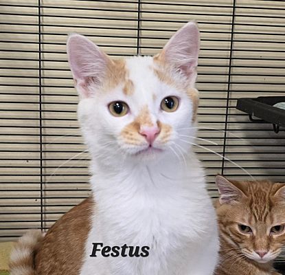 Cedar Rapids IA Domestic Shorthair Meet Festus A Pet For Adoption