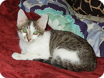 Domestic Shorthair Kitten for Sale in Southington, Connecticut - Baby Roo Domestic Shorthair Kitten for Sale in Southington, Connecticut - Baby Roo