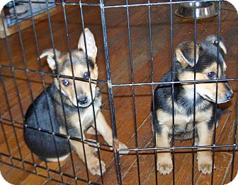 Shepherd (Unknown Type)/Terrier (Unknown Type, Medium) Mix Puppy for Sale in Greensboro, Georgia - Banker/Cash- adopted!! Shepherd (Unknown Type)/Terrier (Unknown Type, Medium) Mix Puppy for Sale in Greensboro, Georgia - Banker/Cash- adopted!!