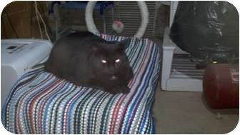 Domestic Shorthair Cat for Sale in Saint Albans, West Virginia - Midnight Domestic Shorthair Cat for Sale in Saint Albans, West Virginia - Midnight