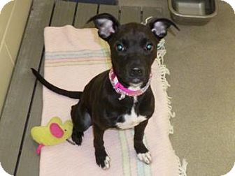 American Pit Bull Terrier Mix Dog for Sale in Kettering, Ohio - Terry American Pit Bull Terrier Mix Dog for Sale in Kettering, Ohio - Terry