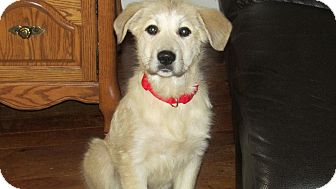 Anatolian Shepherd/Great Pyrenees Mix Puppy for Sale in Wooster, Ohio - Maya Anatolian Shepherd/Great Pyrenees Mix Puppy for Sale in Wooster, Ohio - Maya