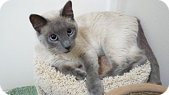 Siamese Cat for Sale in Bentonville, Arkansas - Samantha Siamese Cat for Sale in Bentonville, Arkansas - Samantha