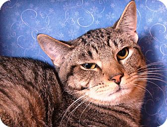 Domestic Shorthair Cat for Sale in Albany, New York - Duffy Domestic Shorthair Cat for Sale in Albany, New York - Duffy